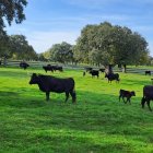 Imagen de los animales en el campo