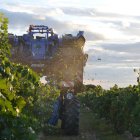 Imagen de la vendimia de Rueda en Valladolid