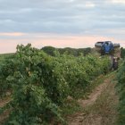 Imagen de la vendimia de Rueda en Valladolid