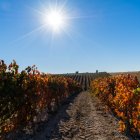 Vides de Pinea en Ribera de Duero en imagen de archivo