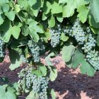 Viñedo en la D.O. Rueda