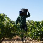 La DO Cigales adelanta su vendimia

por segundo año al mes de agosto