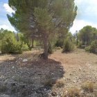 Pinar de Montemayor de Pililla donde encontraron el cadáver.