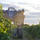 Vendimia mecánica en la DO Rueda.