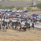Cuarto encierro tradicional al estilo de la villa de Olmedo.