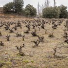 Viñedo en la provincia de Soria.