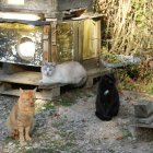 Una de las colonias de gatos callejeros de la ciudad.