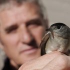 Ejemplar de curruca capirotada capturada durante la jornada de anillamiento científico de aves en Valladolid