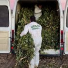 Incautación de plantas de marihuana en Valoria la Buena