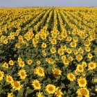 Campos de girasol en lo zona del Campo Charro en la provincia de Salamanca