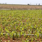 Cultivo de maíz en una finca de Castilla y León