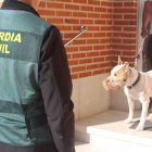 Guardia Civil junto a un perro potencialmente peligroso