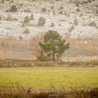 Finca en Soria ya sembrada con cereales de invierno.