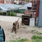 Guardia Civil junto a un perro