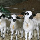 Corderos lechales en una explotación de ganado ovino en Castilla y León.