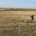 Un galguero de Nava del rey dando traílla a sus lebreles.