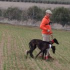 La galga zamorana Húngara de Francacelu, con collar blanco, en traílla en su segunda liebre.