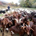 Un pastor conduce a su rebaño de ovejas y cabras en un municipio de la provincia de León.