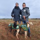 Campeonato de España de Galgos y Copa del Rey este sábado