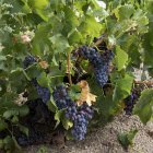 Viñedo de garnacha en la DO Cebreros, en una foto de archivo