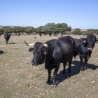 Explotación de vaca serrana negra en la provincia de Soria.