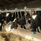 Vacas de Ventosa de San Pedro, una de las dos ganaderías certificadas por el Consejo Regulador de la DOP de la Mantequilla de Soria.