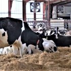 Vacas de leche en el cebadero de una explotación de la provincia de Zamora, en una imagen de archivo.