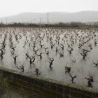 Viñedos del Bierzo afectados por el temporal de lluvias.