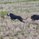 Dos galgos persiguen a una liebre en la Cuesta de los Picos.