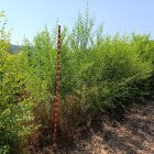 Plantación de olmo de Siberia en una de las parcelas del Ceder Ciemat.
