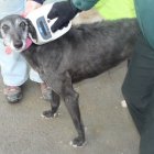 Un agente comprueba el microchip de un galgo.