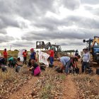 Un grupo de temporeros se afana en la recolección de la cebolla cerca de Fresno de la Vega (León)