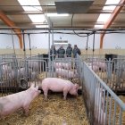 Una piara de cerdos en una granja de porcino en Castilla y León