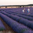 Los campos de lavanda de Caleruega permiten disfrutar del colorido ya entrado el verano. Alcanzan su máximo esplendor en la primera quincena de julio