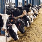 Explotación de ganado bovino para la producción de leche de El Cantón