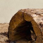 El lince pasa la cuarentena en Valladolid.