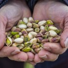 El presidente de Aspropicyl con un puñado de pistachos de su cosecha en Villafuerte de Esgueva. ICAL
