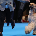 Evento canino