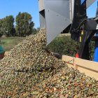 Un agricultor en una tierra de cultivo durante la cosecha de almendras en la localidad palentina de San Cebrián de Campos, en una pasada campaña.