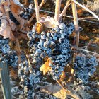 Uvas en viñedos de la bodega Señorío de Valdesneros en Torquemada.
