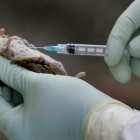 n técnico del control de vectores prepara una muestra durante la vigilancia del hantavirus en roedores, en una imagen de archivo