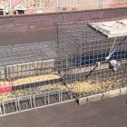 Jaula en la azotea de la Electra para capturar las palomas que están causando daños en el Lope de Vega.