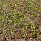 Plantación de maíz en Sahagún (León)