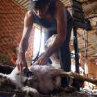 Cuadrillas de argentinos y uruguayos protagonizan las labores de esquileo en la provincia leonesa.