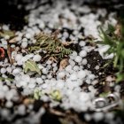 Pedrisco en una reciente granizada de Soria