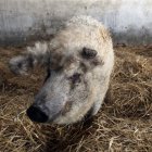 Ejemplar de cerdo de la raza mangalica en la localidad segoviana de Carbonero El Mayor.