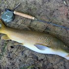 Un magnífico barbo común pescado a mosca seca en Valladolid.