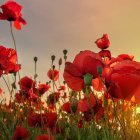 Un campo de amapolas en plena floración tiñe de rojo el paisaje primaveral de Valladolid durante unas semanas antes de desaparecer con la llegada del verano