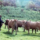 Rebaño de vacas alistano-sanabresa en el valle zamorano del Bibey. ICAL