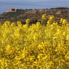 Parcelas cultivadas de colza en la localidad de Fuentes de Valdepero (Palencia).